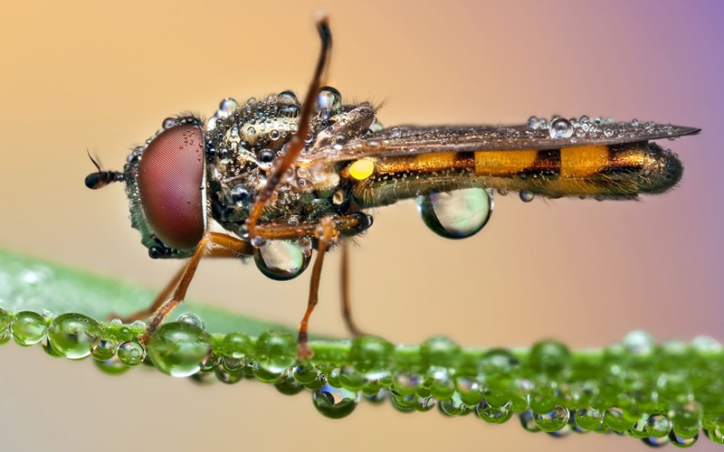 Illustration for article titled Behold the jewel-like beauty of dew-covered insects photographed close-up